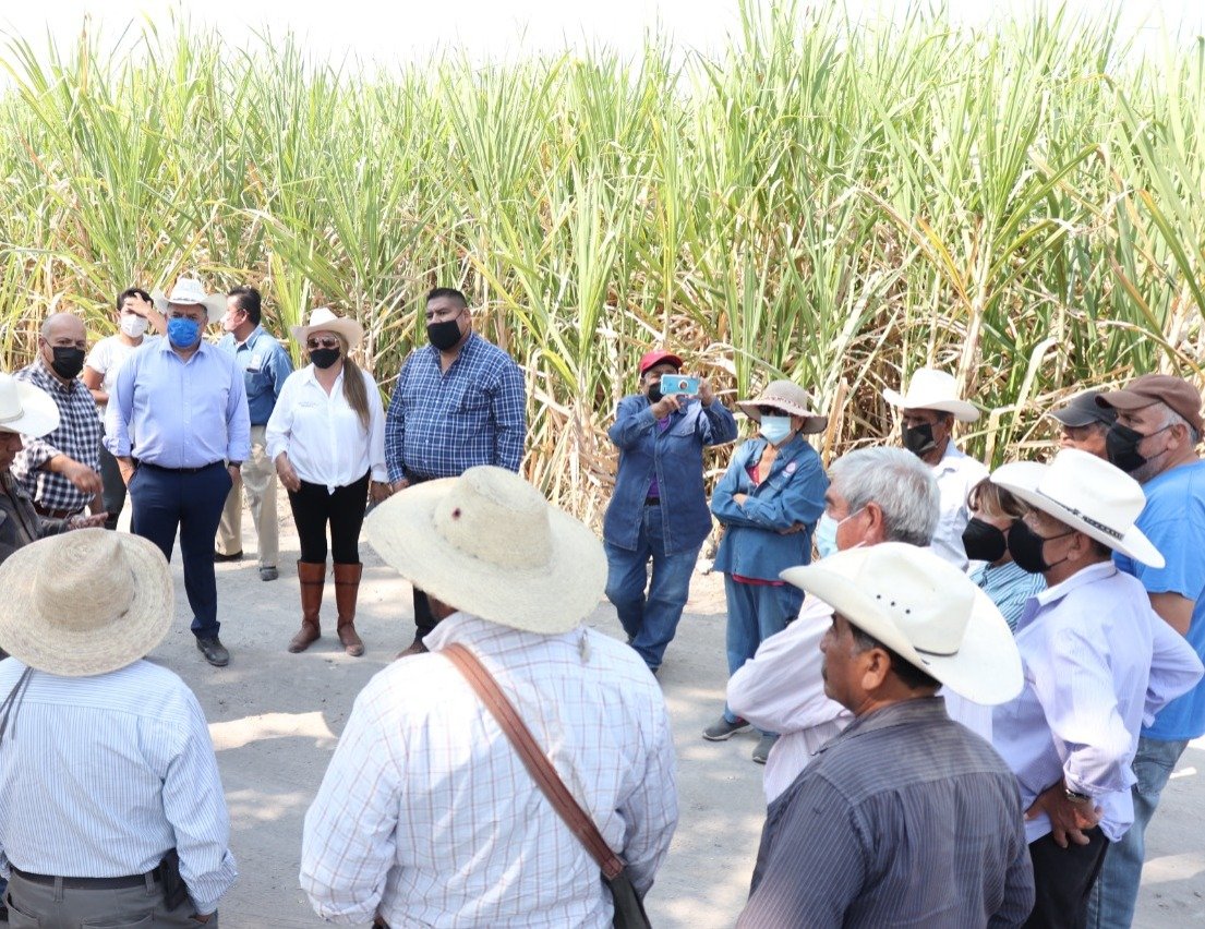 Ceagua apoya a productores de caña con acciones de desalzove.